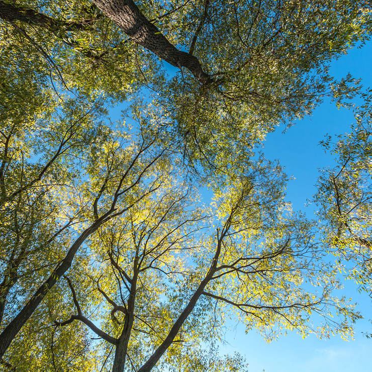 Sunlight filtering through tall green trees against a bright blue sky