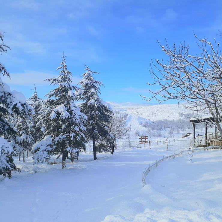 Peaceful snowy landscape with pine trees and wooden fence under a clear blue sky