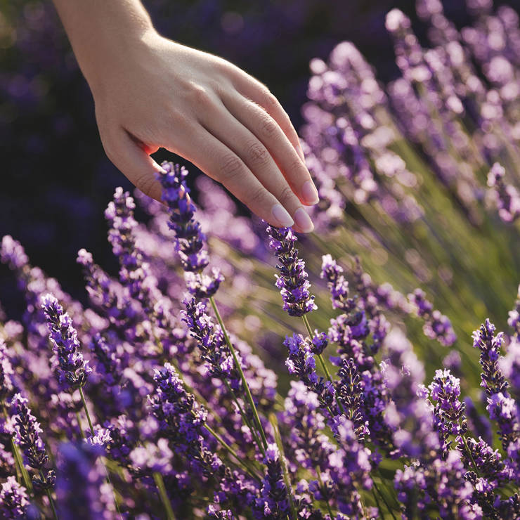 Close up Hand gently touching blooming lavender flowers in sunlight