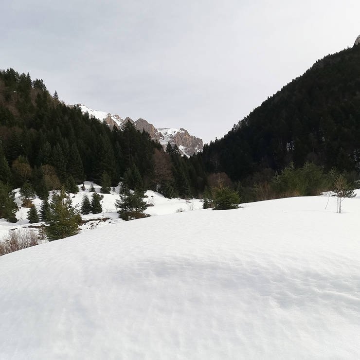 Snow-covered pine forest and mountain slopes in winter landscape near Parnassos
