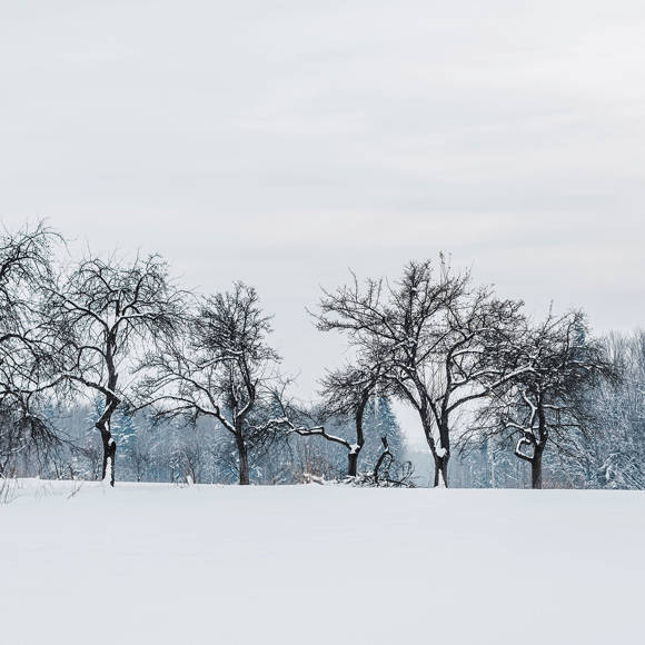Snow-covered landscape with leafless trees under a pale winter sky 