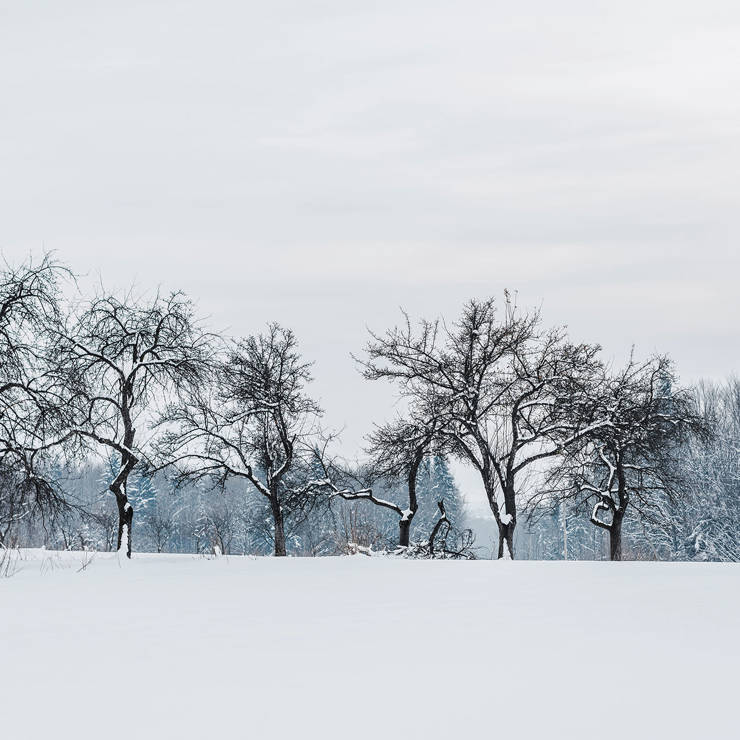 Snow-covered landscape with leafless trees under a pale winter sky 