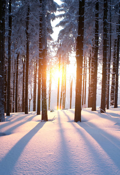 Winter forest with sunlight filtering through snow-covered pine trees