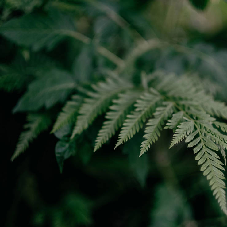 Close-up of fresh green fern leaves in soft natural light